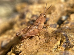 Phaulacridium crassum