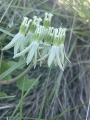 Asclepias eminens