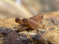 Phaulacridium crassum