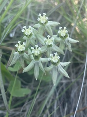 Asclepias eminens