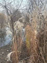 Miscanthus sacchariflorus