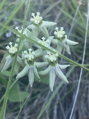 Asclepias eminens