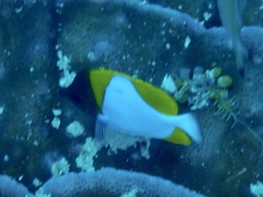 Hemitaurichthys polylepis