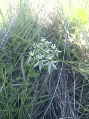 Asclepias eminens