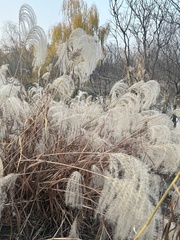 Miscanthus sacchariflorus