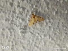 Eoophyla
