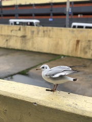 Chroicocephalus ridibundus