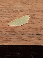 Chlorocoma cadmaria