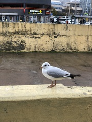 Chroicocephalus ridibundus