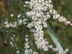 Taxandria parviceps