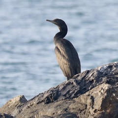 Phalacrocorax nigrogularis