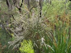 Taxandria parviceps