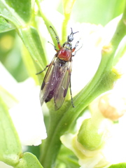 Dilophus nigrostigma