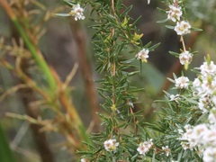 Taxandria parviceps