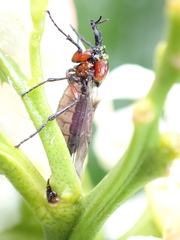 Dilophus nigrostigma