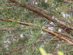 Taxandria parviceps