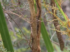Taxandria parviceps