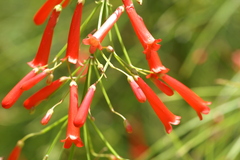 Russelia equisetiformis