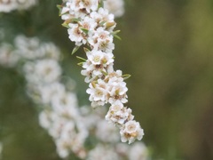 Taxandria parviceps