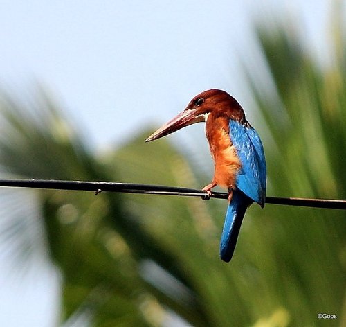 White-throated Kingfisher (Halcyon smyrnensis), photo 6