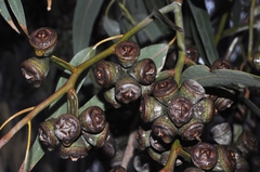 Eucalyptus gomphocephala