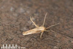 Stathmopoda