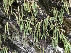 Pyrrosia linearifolia