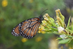Danaus eresimus