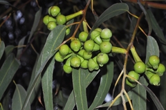 Eucalyptus gomphocephala