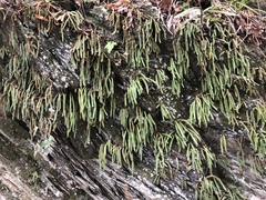 Pyrrosia linearifolia