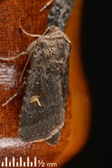 Proteuxoa tetronycha