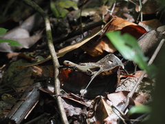 Eutropis rugifera
