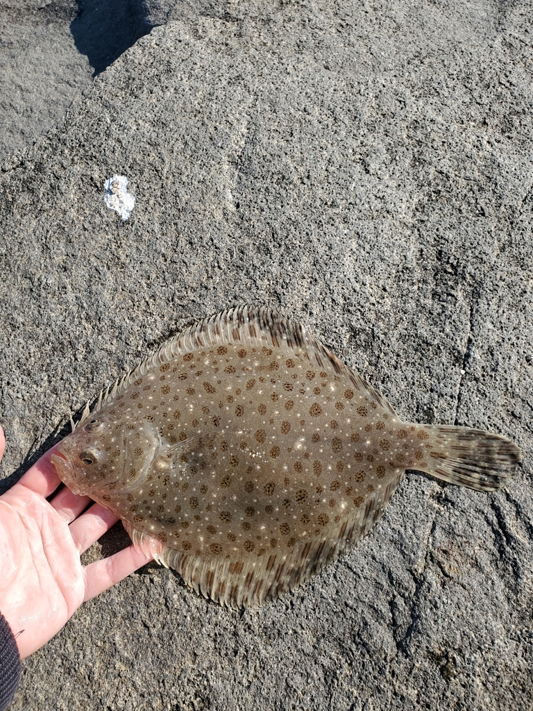 Windowpane Flounder from Belmar, NJ, USA on November 18, 2022 at 1013