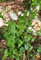 Nemesia diffusa