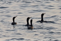 Phalacrocorax nigrogularis