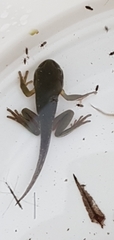 Ranoidea caerulea