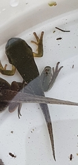 Ranoidea caerulea