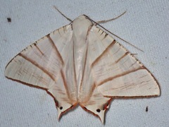 Ourapteryx picticaudata