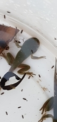 Ranoidea caerulea