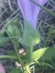 Ipomoea crassipes