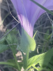 Ipomoea crassipes