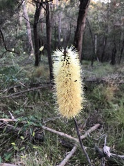 Xanthorrhoea macronema