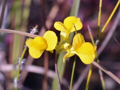 Utricularia odorata