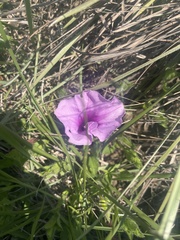 Ipomoea crassipes
