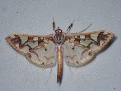 Polythlipta divaricata