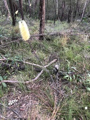 Xanthorrhoea macronema