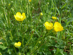 Ranunculus bulbosus