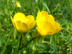 Ranunculus bulbosus