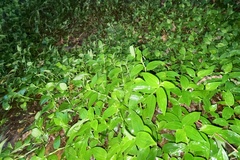 Tradescantia fluminensis