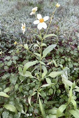 Bidens aurea